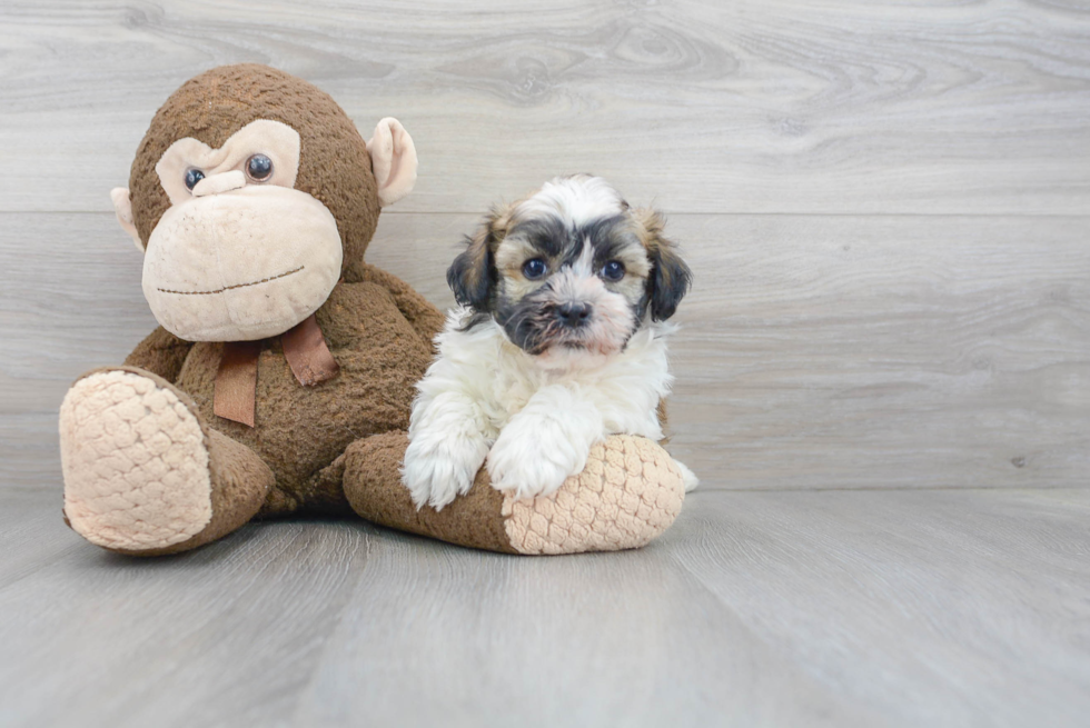 Little Havanese Baby