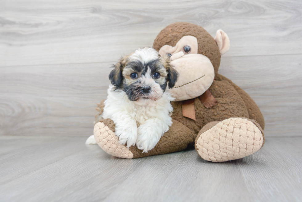 Havanese Puppy for Adoption