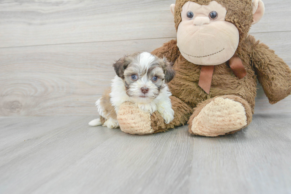 Popular Havanese Purebred Pup