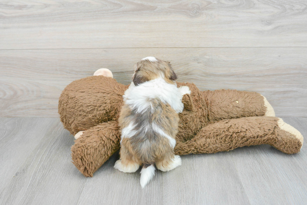 Cute Havanese Purebred Puppy