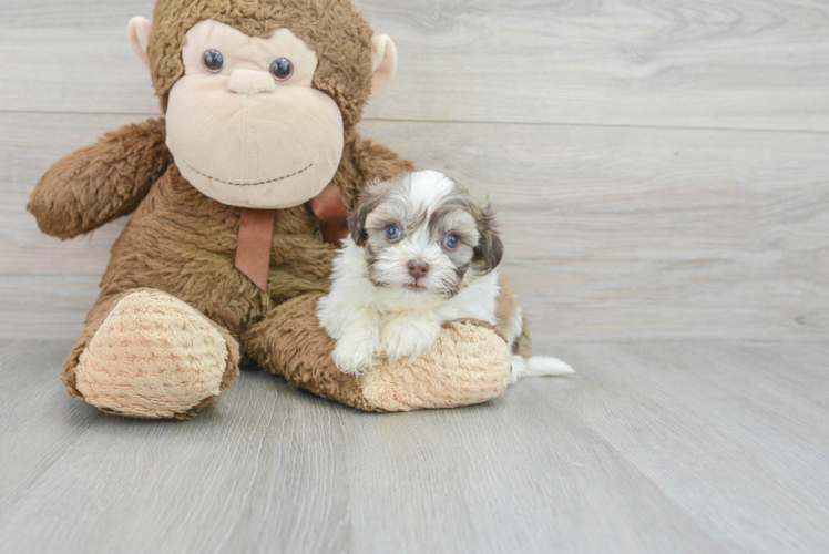 Havanese Pup Being Cute