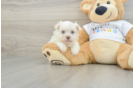 Little Havanese Purebred Pup