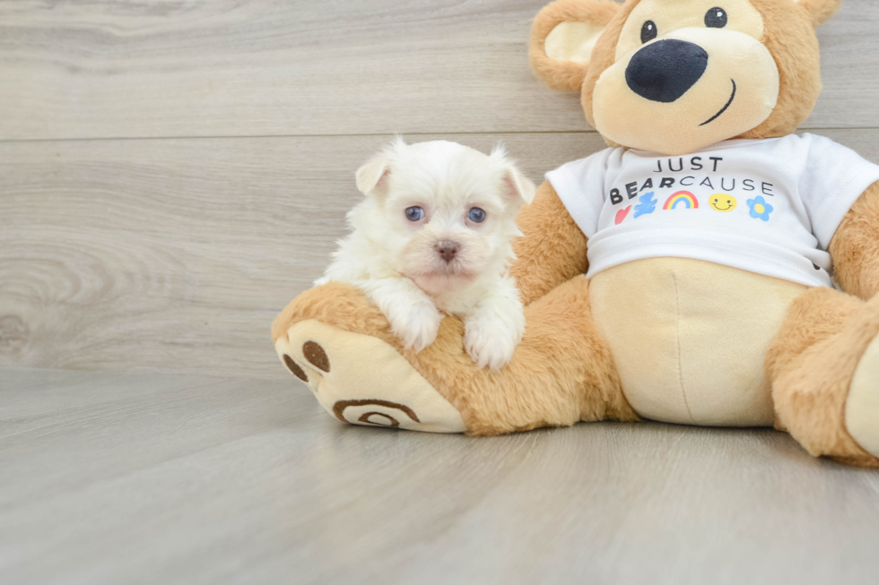 Little Havanese Purebred Pup