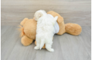 Havanese Puppy for Adoption