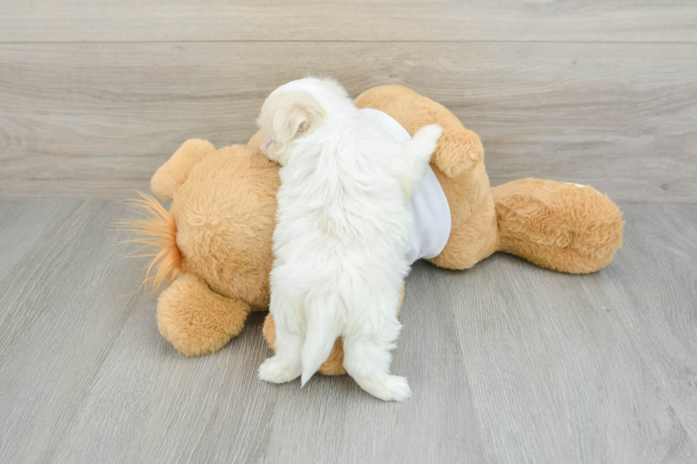 Havanese Puppy for Adoption