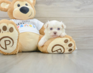 5 week old Havanese Puppy For Sale - Premier Pups
