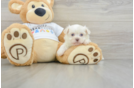 Havanese Puppy for Adoption