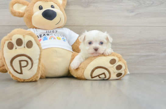 Havanese Puppy for Adoption
