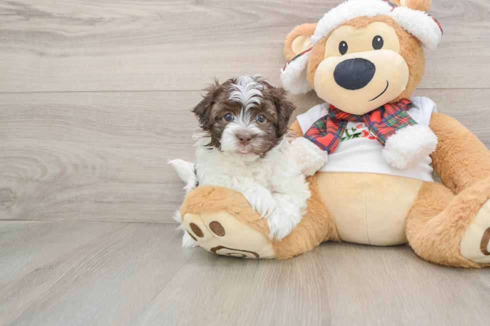 Funny Havanese Purebred Pup