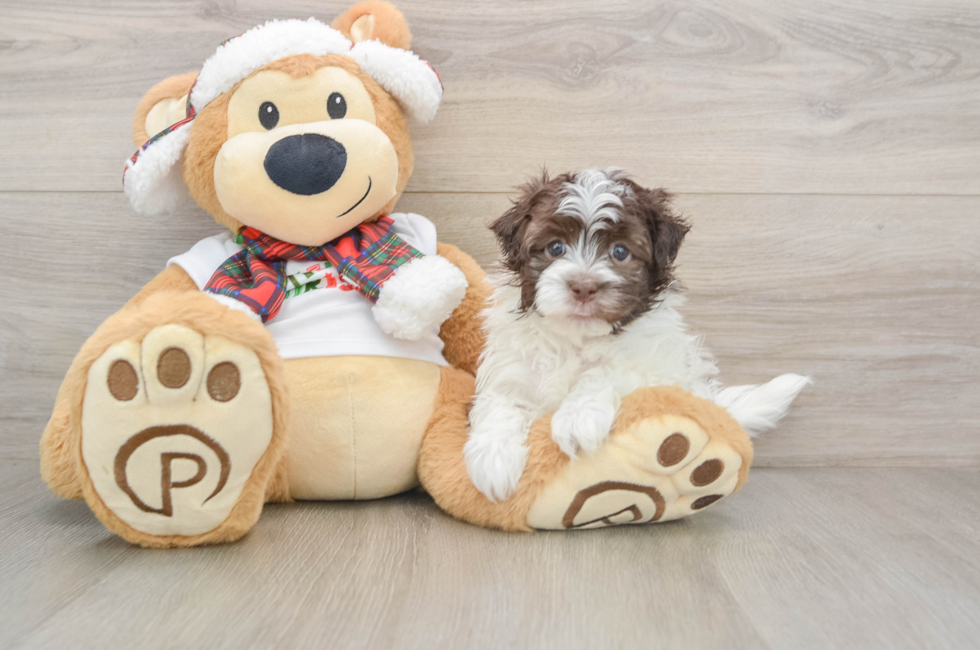 5 week old Havanese Puppy For Sale - Premier Pups