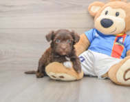 6 week old Havanese Puppy For Sale - Premier Pups