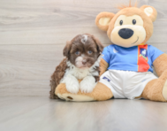 6 week old Havanese Puppy For Sale - Premier Pups