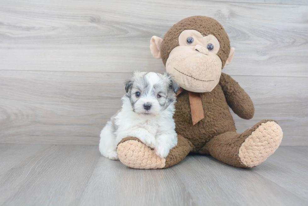 Havanese Pup Being Cute