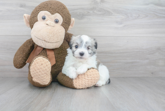 Best Havanese Baby