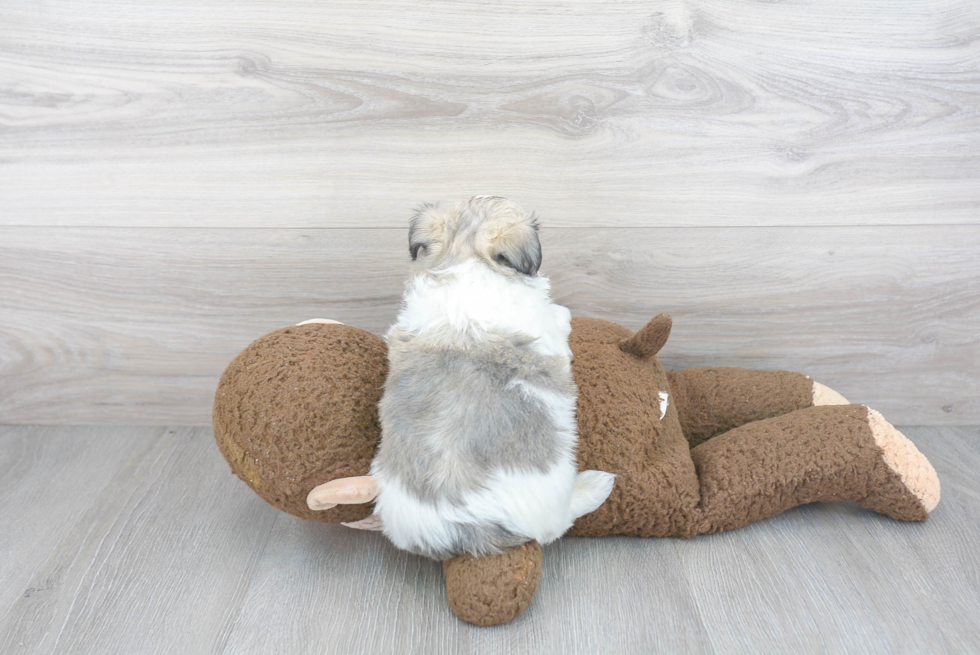 Little Havanese Purebred Pup