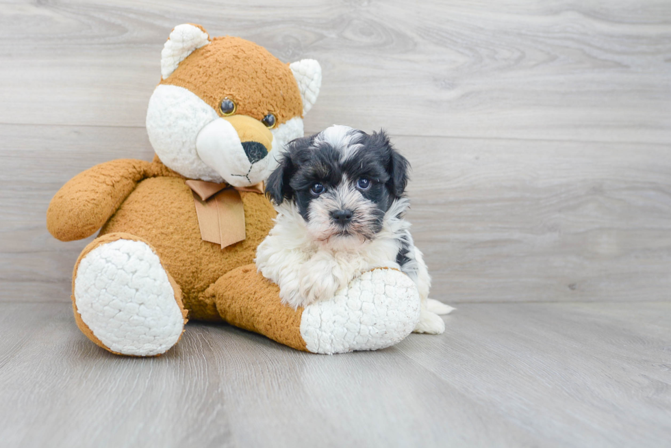 Funny Havanese Purebred Pup