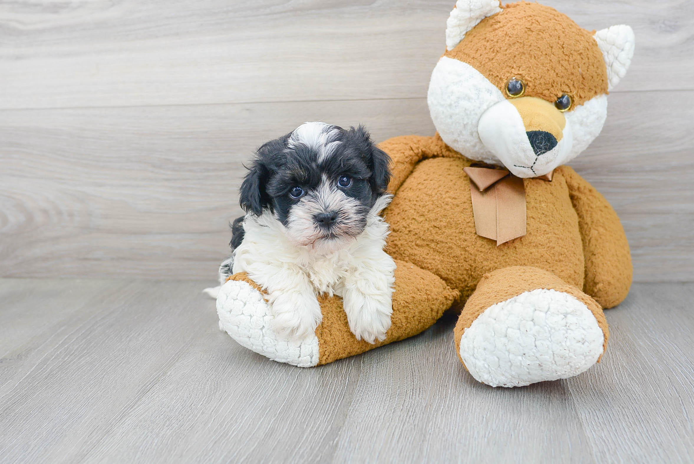 Best Havanese Baby