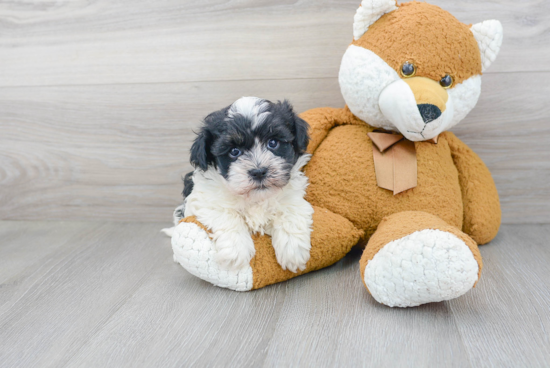 Best Havanese Baby