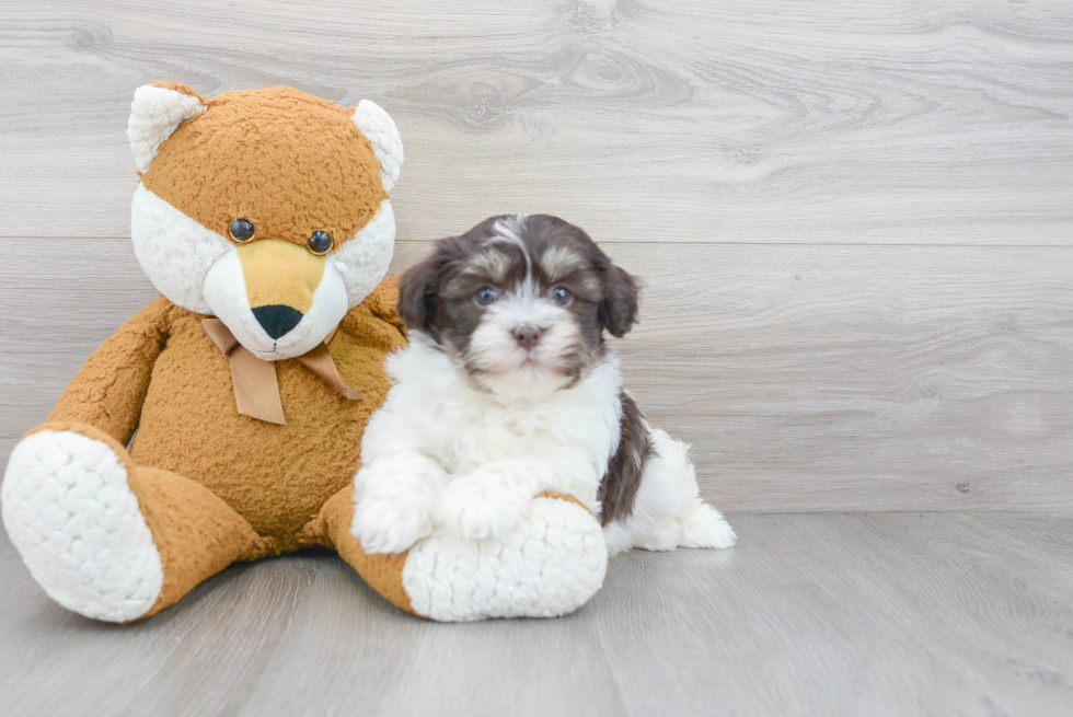 Havanese Puppy for Adoption