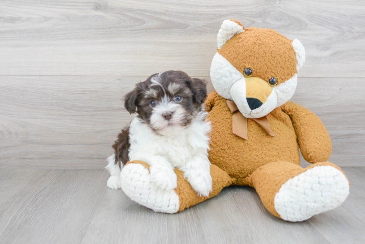 Friendly Havanese Purebred Pup