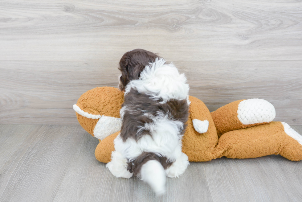 Playful Havanese Baby