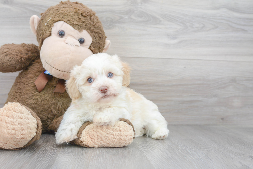 Popular Havanese Baby