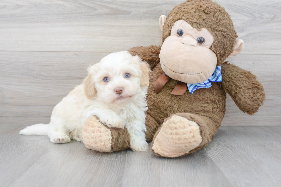 Havanese Pup Being Cute