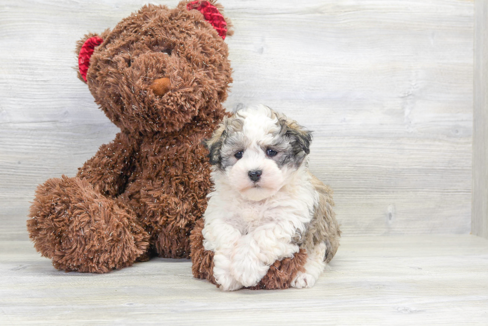 Best Havanese Baby