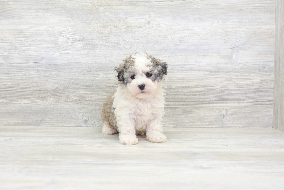 Best Havanese Baby