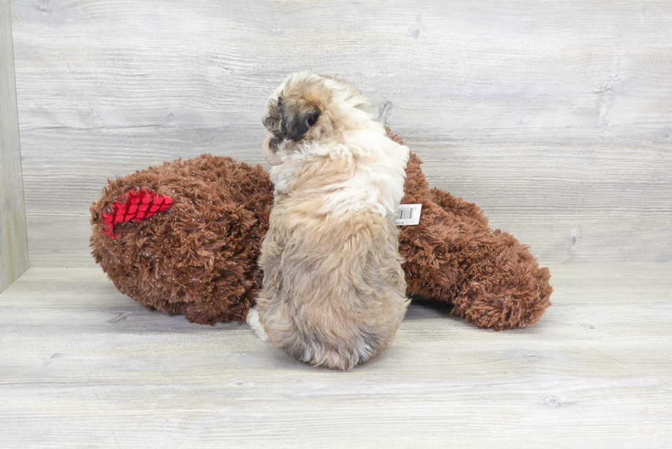 Petite Havanese Purebred Puppy