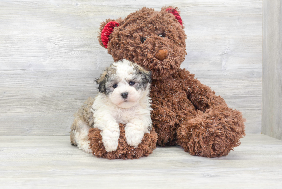 Popular Havanese Purebred Pup