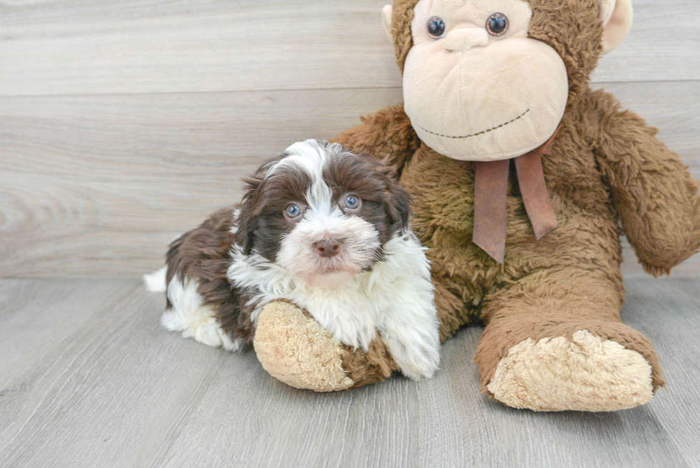 Havanese Pup Being Cute