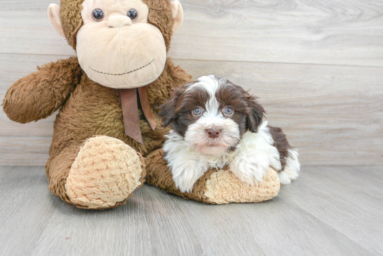 Happy Havanese Purebred Puppy