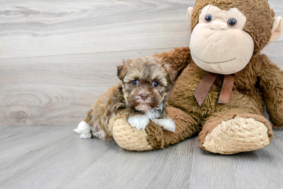 Best Havanese Baby