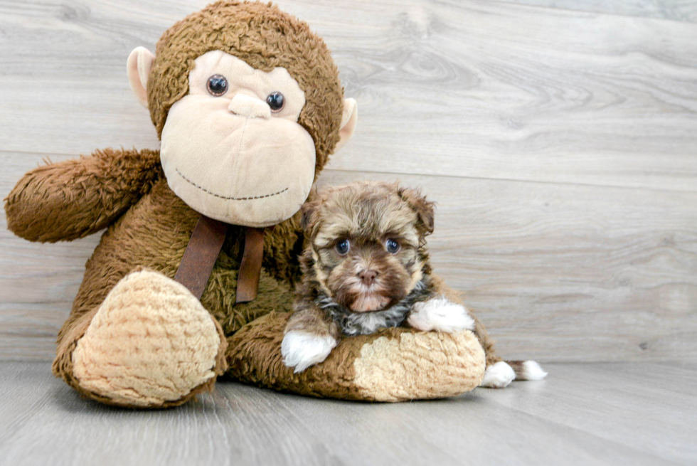 Petite Havanese Purebred Puppy