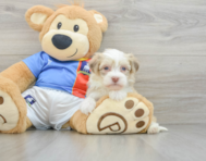 8 week old Havanese Puppy For Sale - Premier Pups