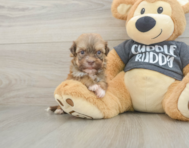 6 week old Havanese Puppy For Sale - Premier Pups
