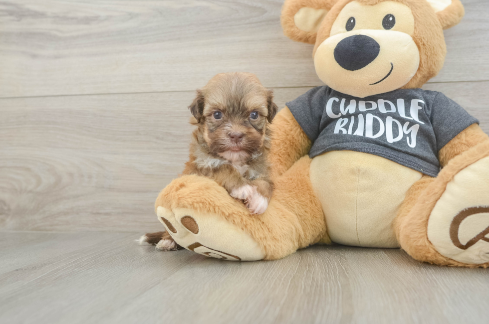 5 week old Havanese Puppy For Sale - Premier Pups