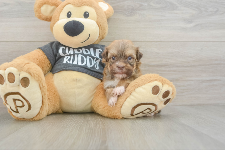 Havanese Pup Being Cute
