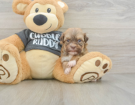 7 week old Havanese Puppy For Sale - Premier Pups
