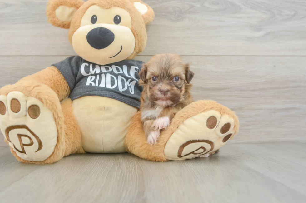 7 week old Havanese Puppy For Sale - Premier Pups