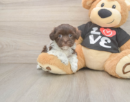 5 week old Havanese Puppy For Sale - Premier Pups