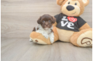 Havanese Puppy for Adoption
