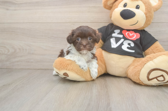 Havanese Puppy for Adoption
