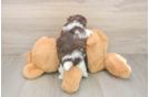 Havanese Puppy for Adoption