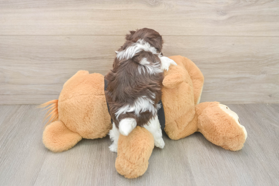 Havanese Puppy for Adoption