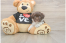 Havanese Puppy for Adoption