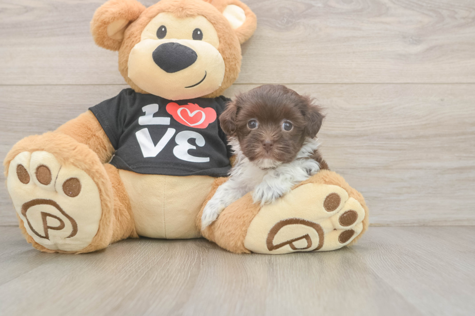 Havanese Puppy for Adoption