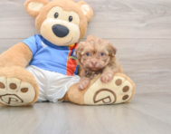 7 week old Havanese Puppy For Sale - Premier Pups