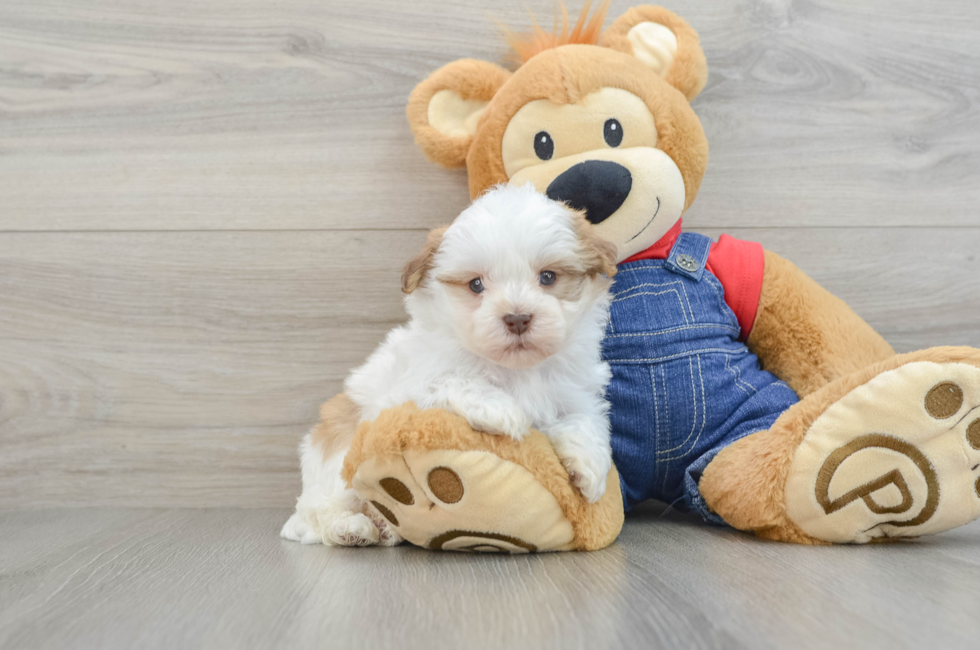 5 week old Havanese Puppy For Sale - Premier Pups